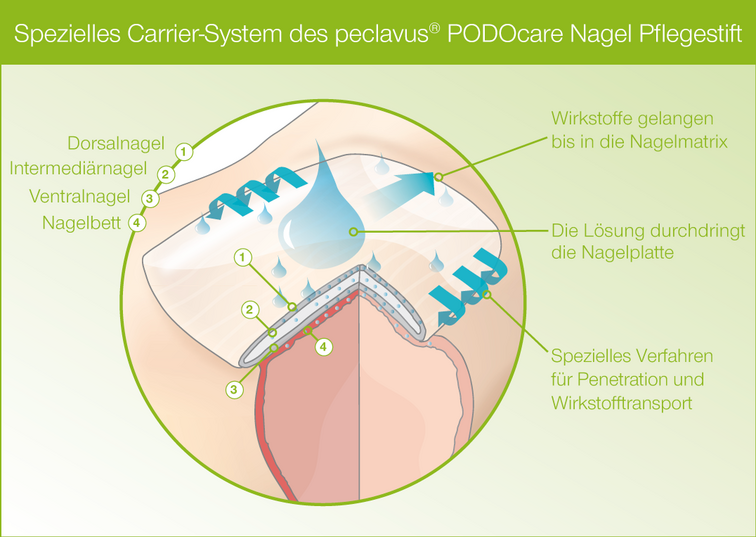 Писалка за нокти Peclavus